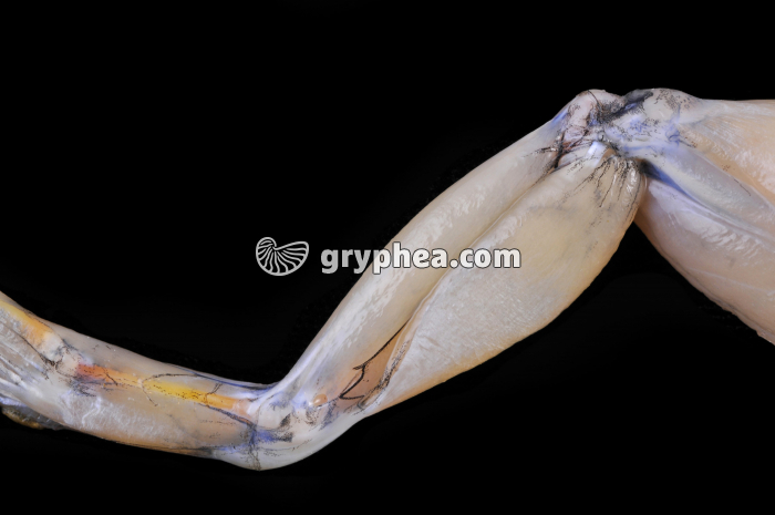 Muscle et tendons Grenouille - gryphea.com